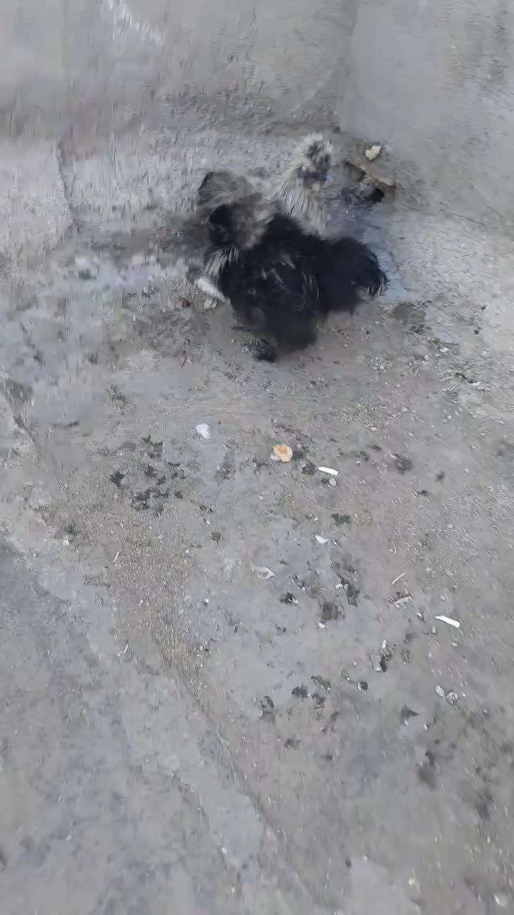 جوجه تزینی|حیوانات مزرعه|مشهد, مهدی آباد|دیوار