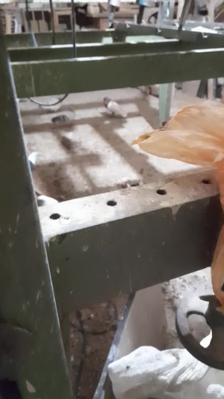 ارشینگل نر|پرنده|قم, کاسه گران|دیوار