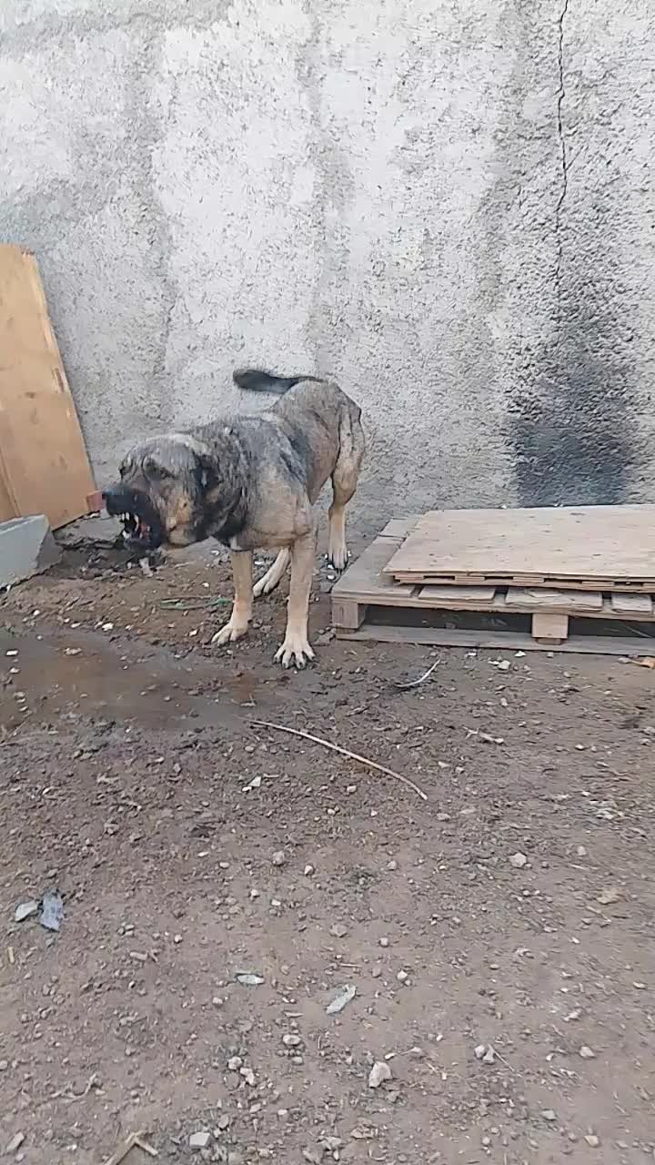 سگ سرابی نگهبان باغ ویلا|سگ|کرج, کمالشهر|دیوار