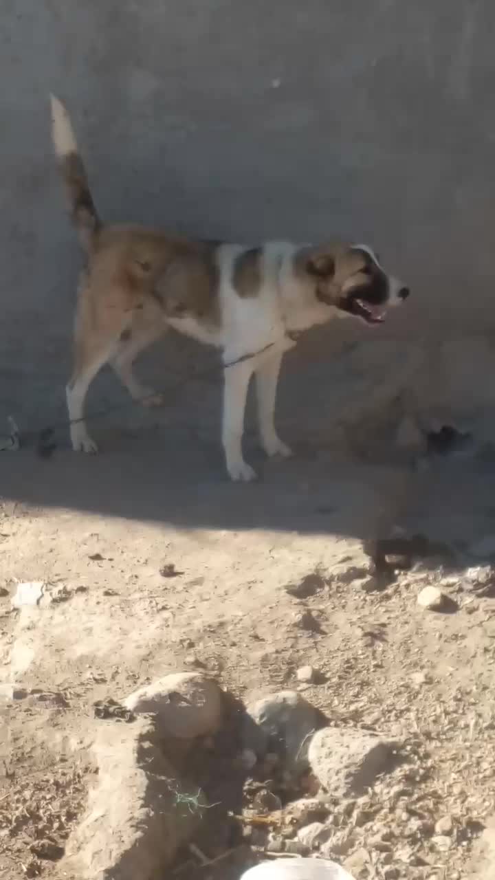 سگ سرابی|سگ|ثمرین, |دیوار