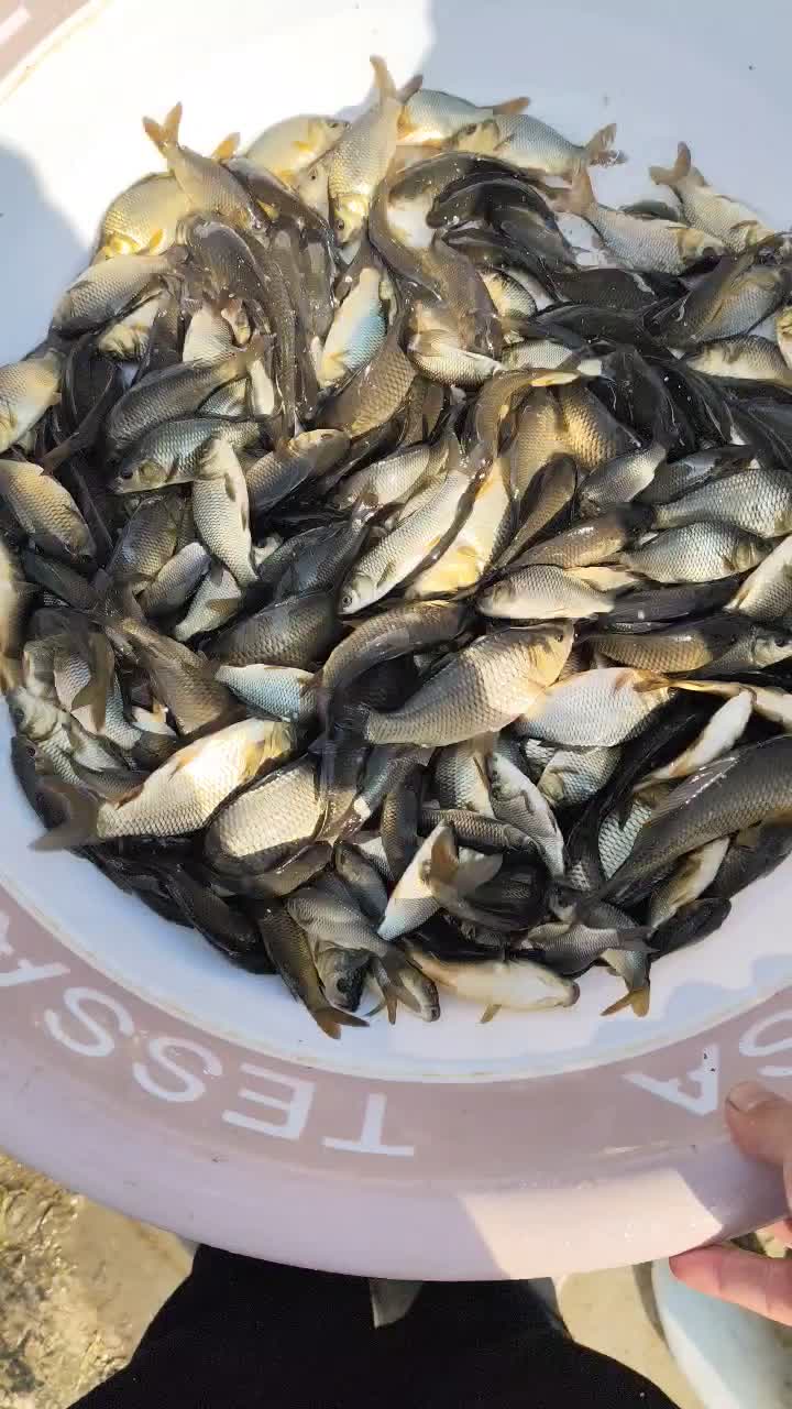 شارژ انواع سایزهای متفاوت بچه ماهی کپور و امور|عمده‌فروشی|سنگر, |دیوار