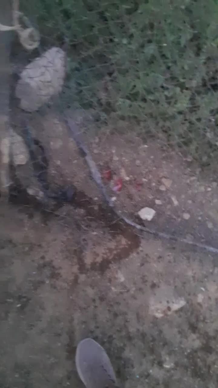 گوسفند|حیوانات مزرعه|کامفیروز, |دیوار