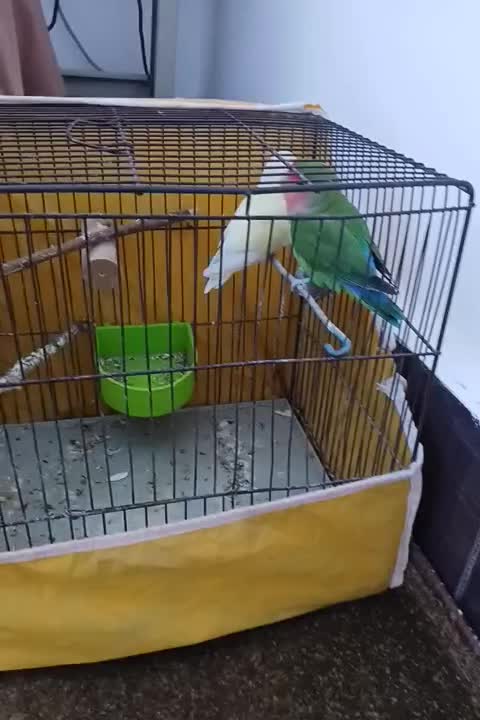 یه جفت طوطی برزیلی شرط|پرنده|کارون, |دیوار