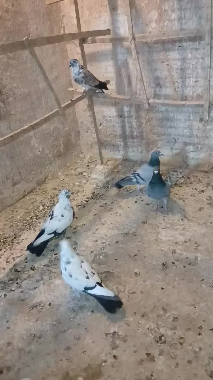 کفتر|پرنده|قم, ارم|دیوار