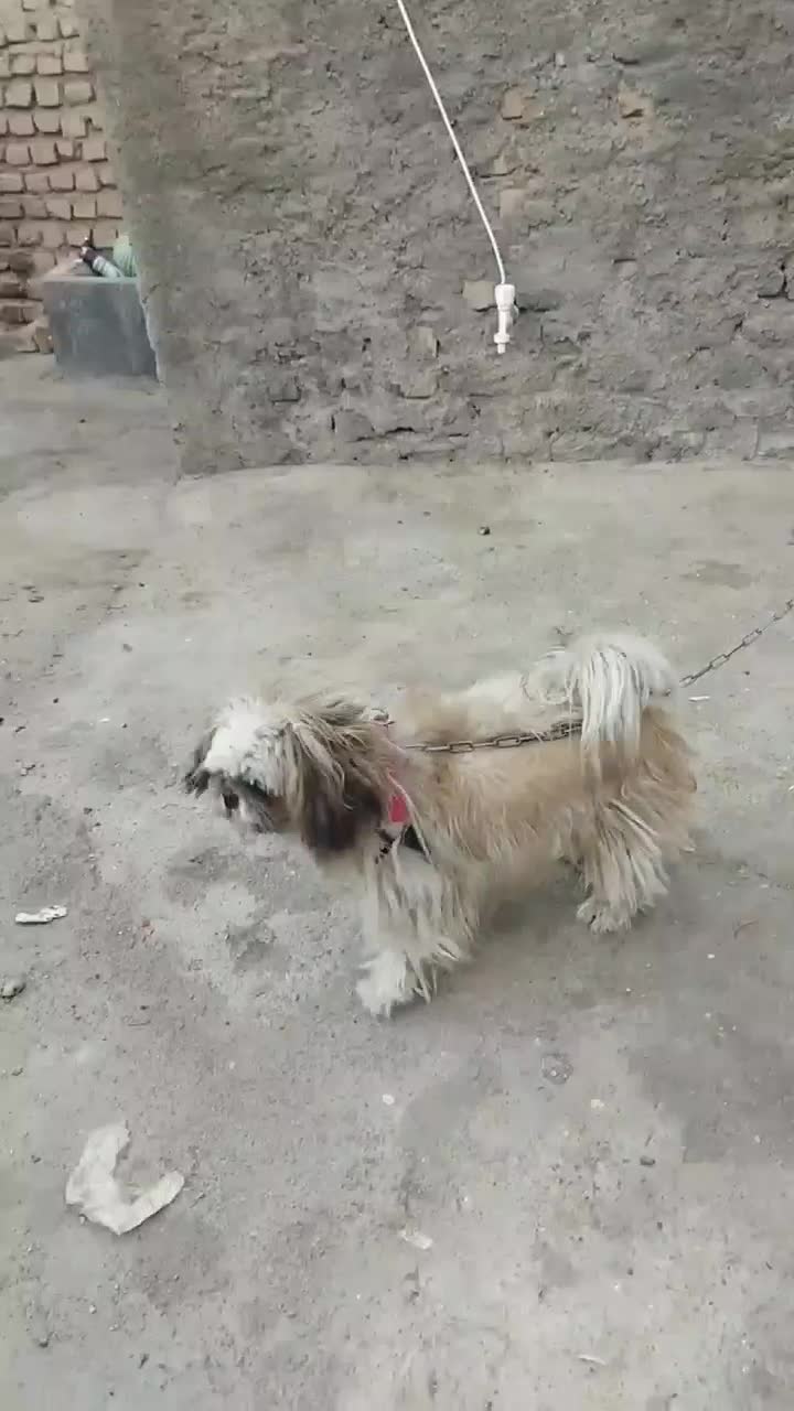 سگ خونگی نژاد شیتزوپیکینز ماده یکساله|سگ|نیشابور, شهرک رضوی|دیوار