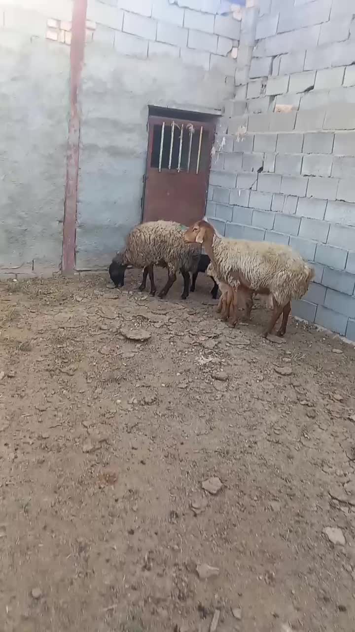 میش بره دار شیشک|حیوانات مزرعه|بجنورد, |دیوار