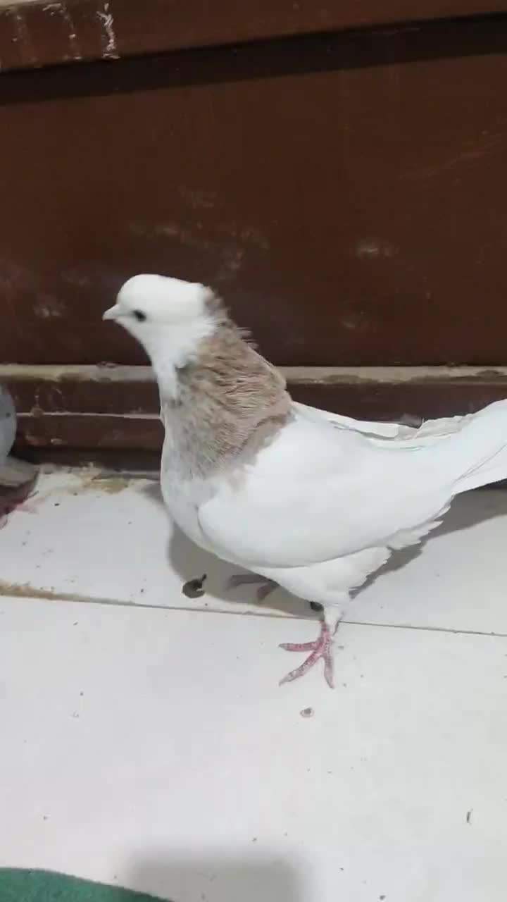 طوقی پاک|پرنده|ایوان, |دیوار