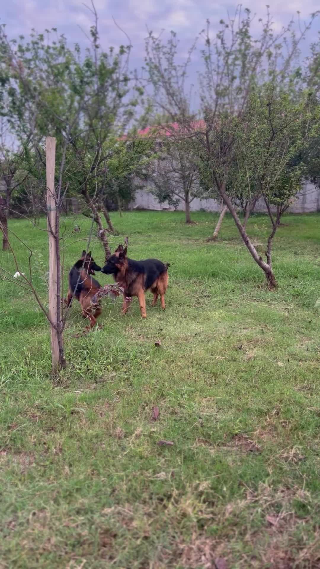 ژرمن شپرد|سگ|کیاشهر, |دیوار