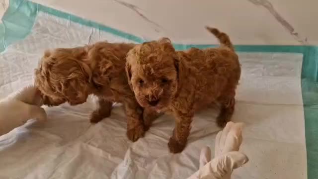 توی پودل های اصیل و خاص|سگ|گرگان, |دیوار