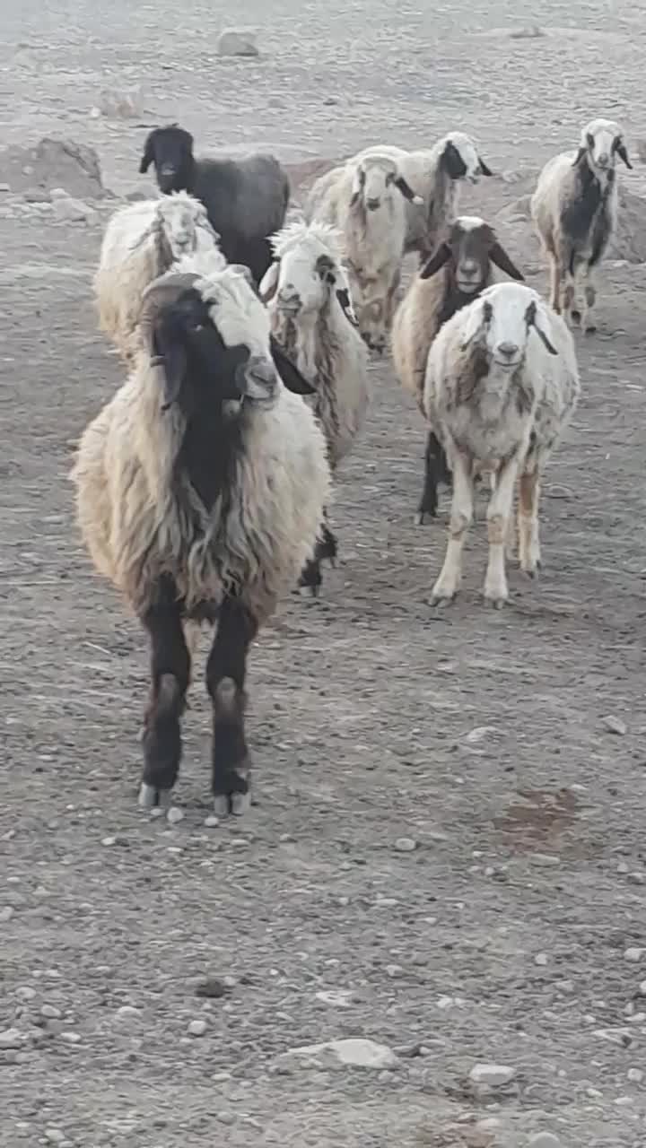 ۲۶راس شیشک میش ترکی داشتی صحرایی بره دار|حیوانات مزرعه|ارژن, |دیوار