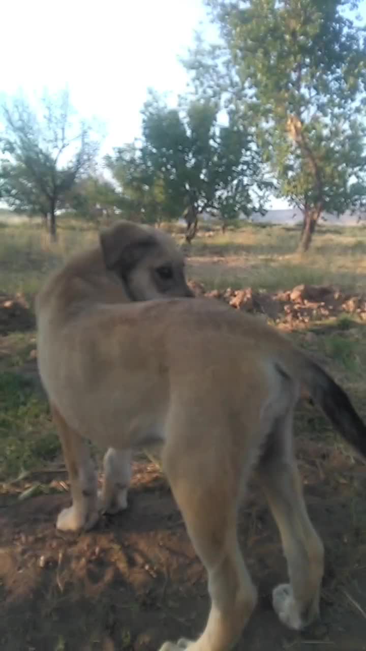 سگ ماده|سگ|یامچی, |دیوار