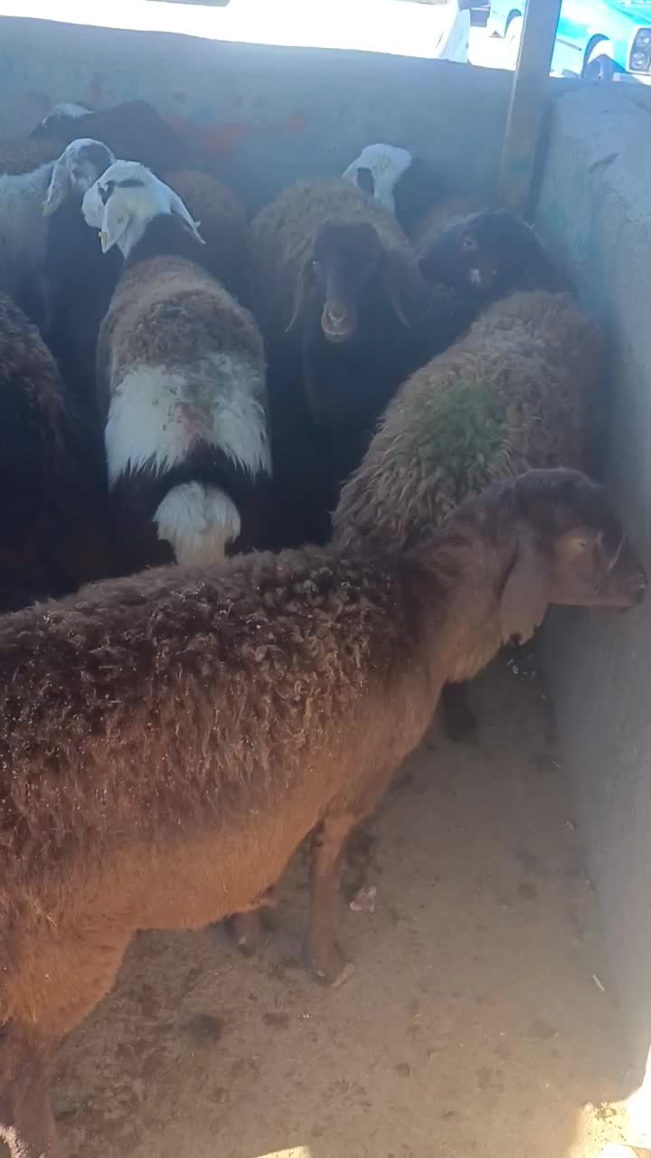 ۳۹ راس کاور افشاری آوستن|حیوانات مزرعه|تربتحیدریه, حاجی یار|دیوار