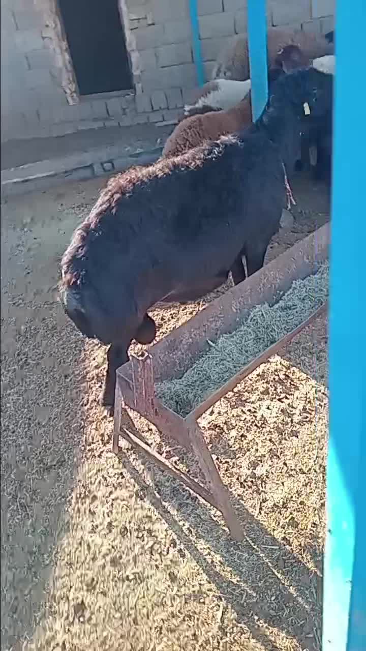 قوچ میش وبره|حیوانات مزرعه|تربت جام, جامرود|دیوار