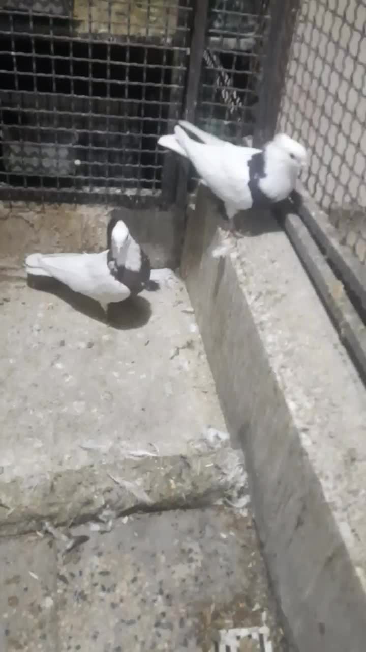 کبوتر ، کفتر ، طوقی|پرنده|تهران, کیانشهر|دیوار