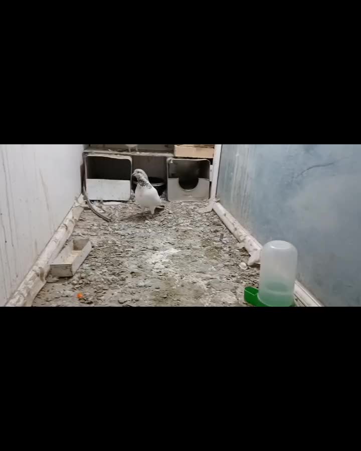 کبوتر شمرونی کله برنجی|پرنده|بومهن, |دیوار