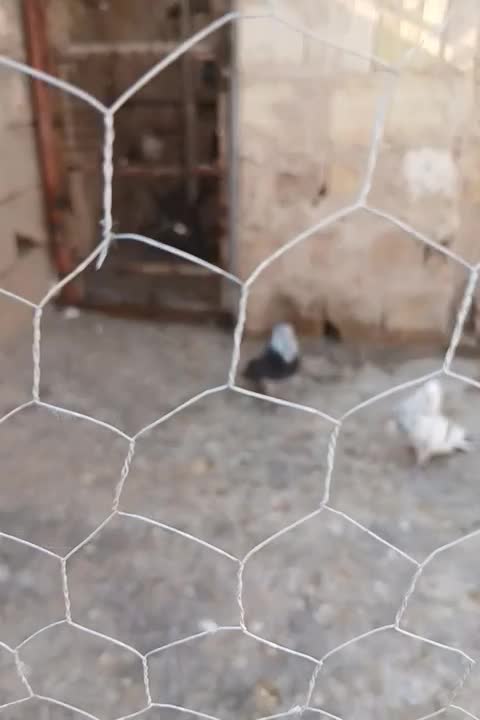 نر قاره مست و سالم|پرنده|هشتگرد, هشتگرد قدیم|دیوار