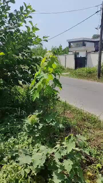 ویلانوساز بر آسفالت ،تاپلوکیشن ۱۲۰بنا ۴۰۰زمین|فروش خانه و ویلا|سیاهکل, |دیوار