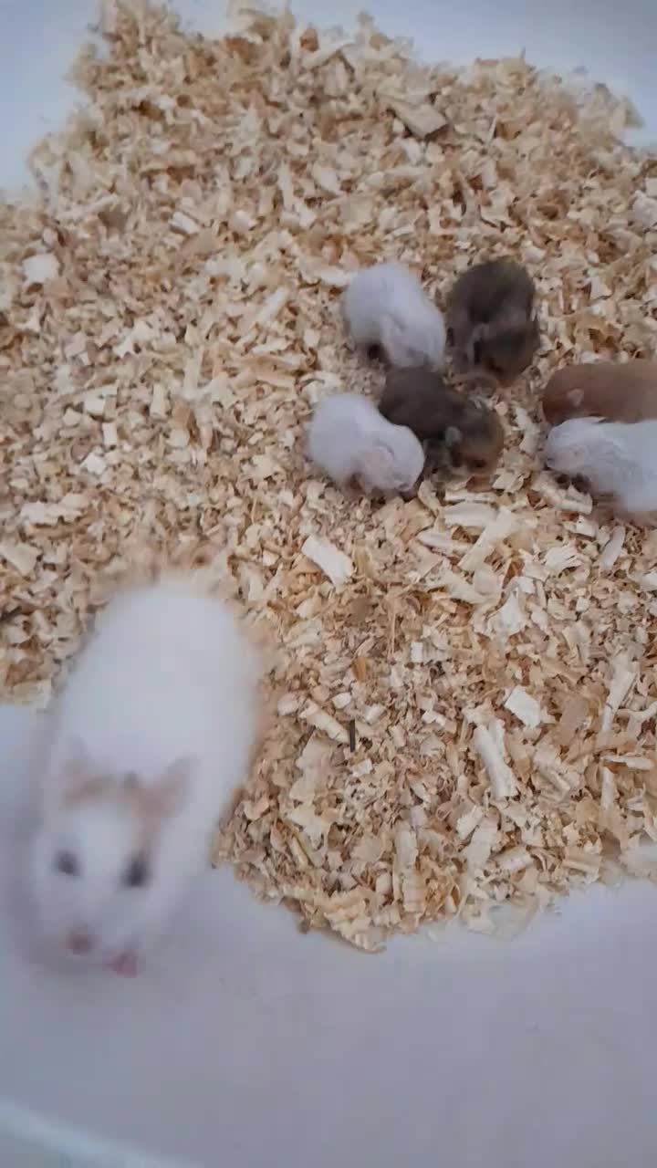 همستر قیمت مناسب|موش و خرگوش|بوشهر, |دیوار