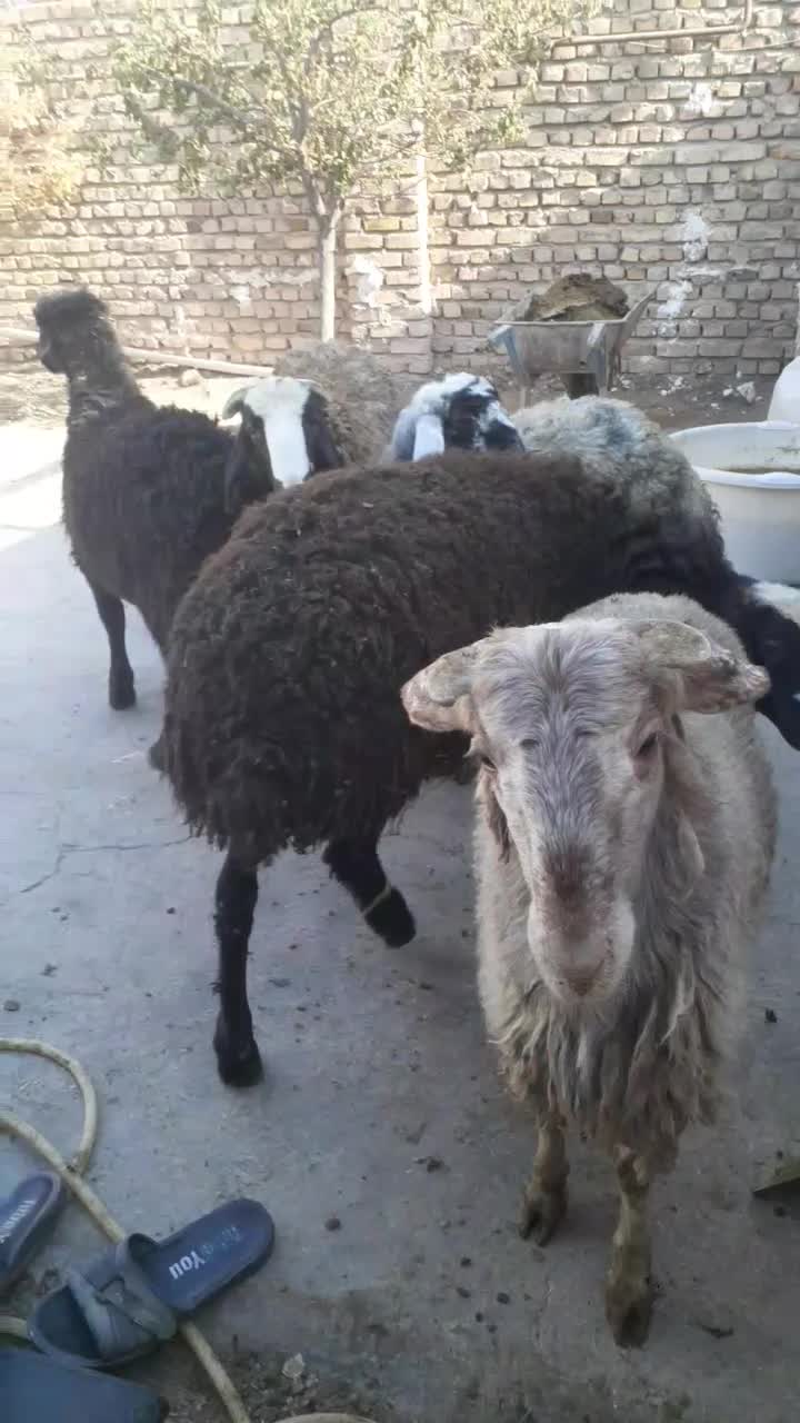 بره نر|حیوانات مزرعه|بوئین زهرا, |دیوار