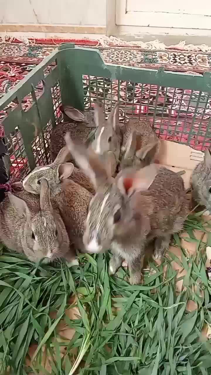 خرگوش|موش و خرگوش|رامیان, |دیوار