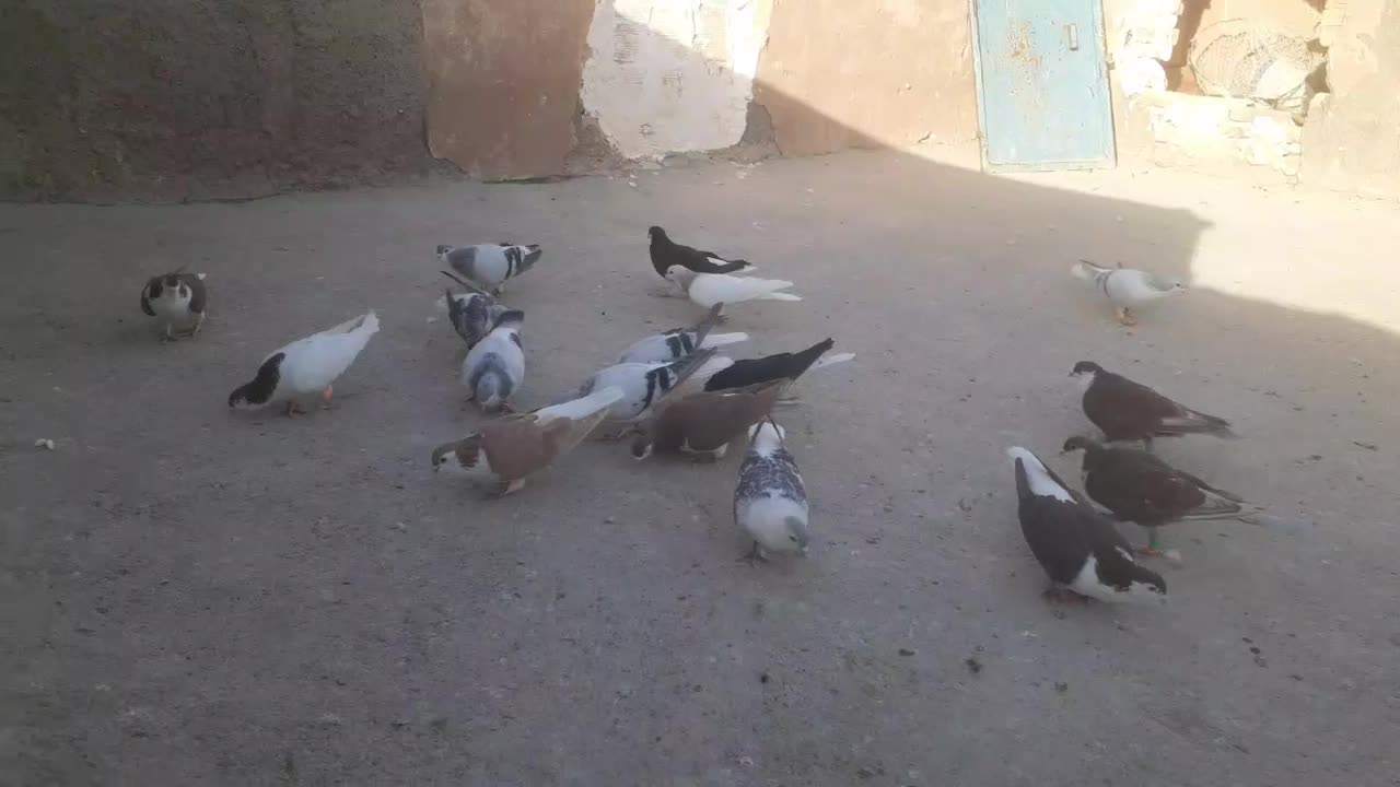 کبوتر ساده هوایی|پرنده|مشهد, سیس‌آباد|دیوار