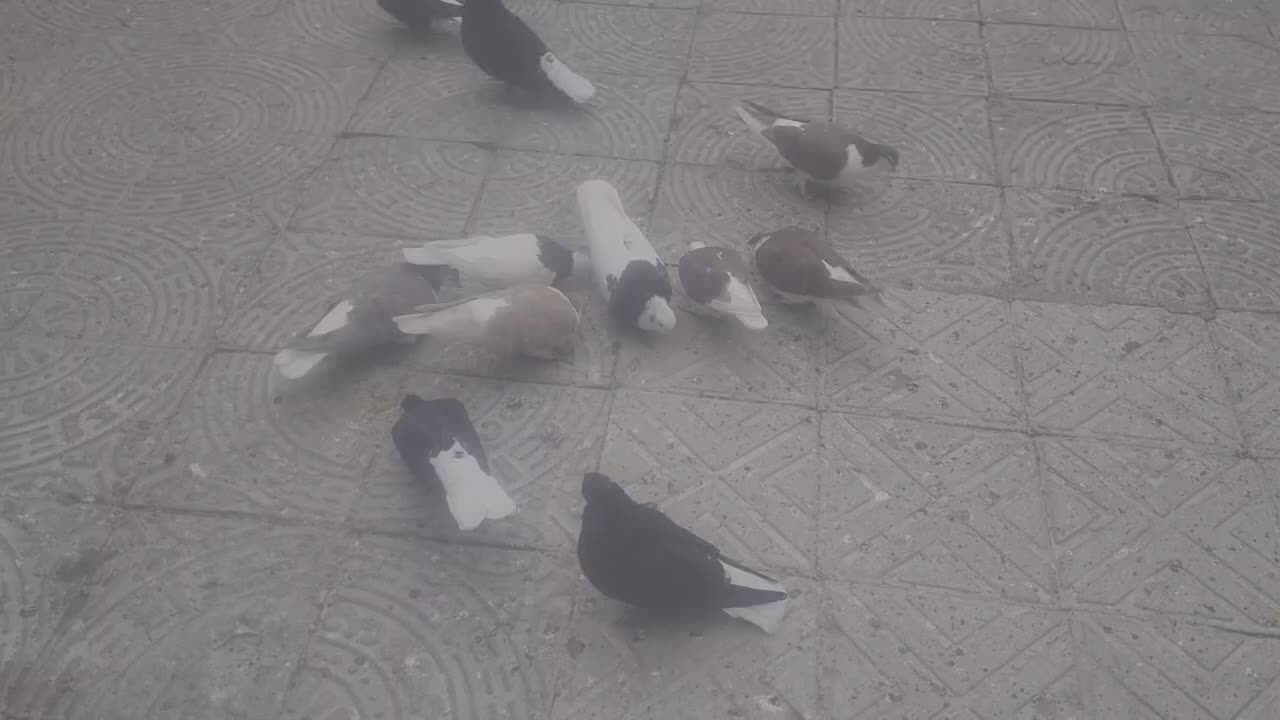 ساده ،طوقی|پرنده|تربت جام, شاد|دیوار