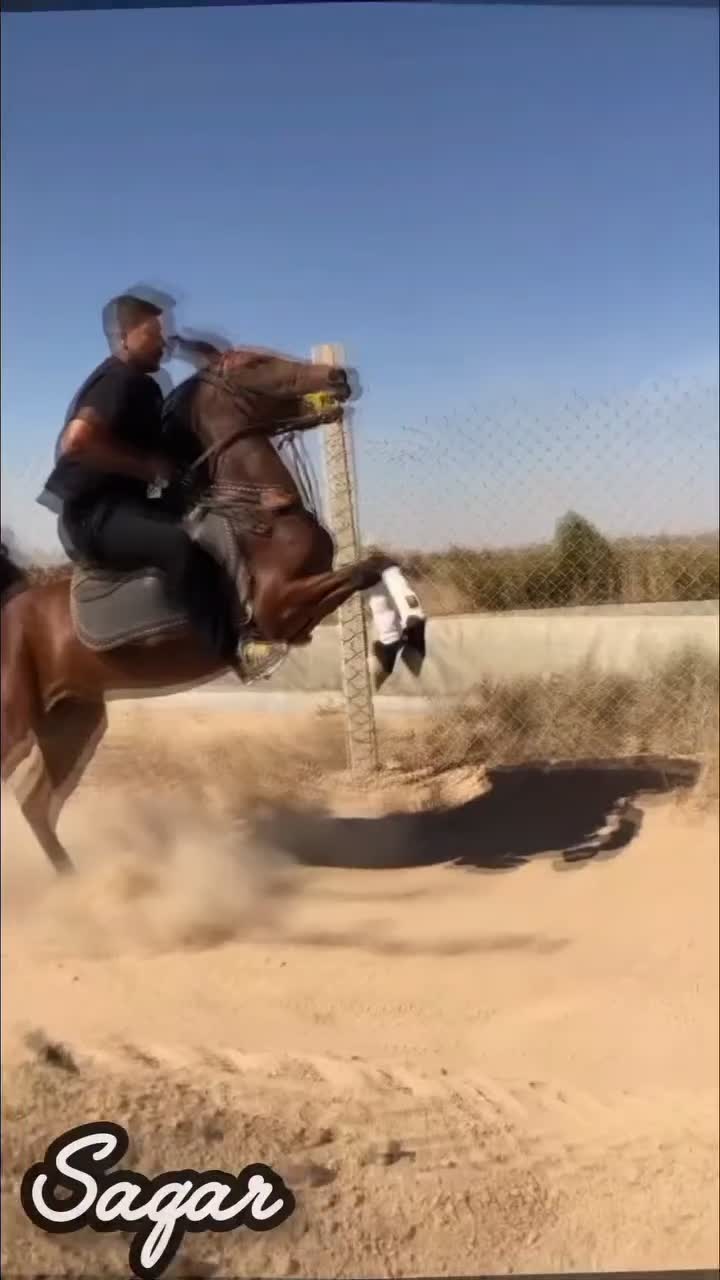 اسب|اسب و تجهیزات اسب‌سواری|بوئین زهرا, |دیوار