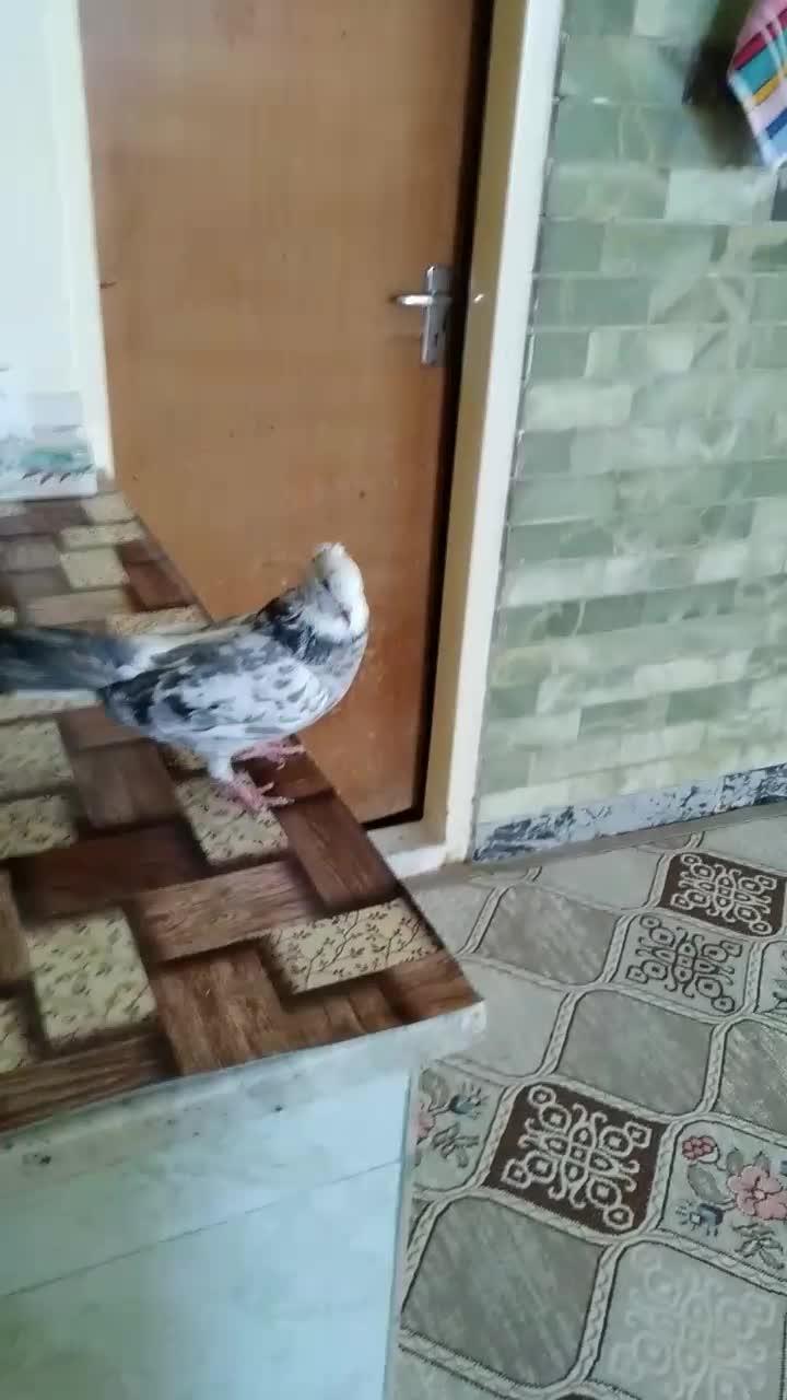 کبوتر اصفهانی پر|پرنده|شاهینشهر, شهرک سایت|دیوار