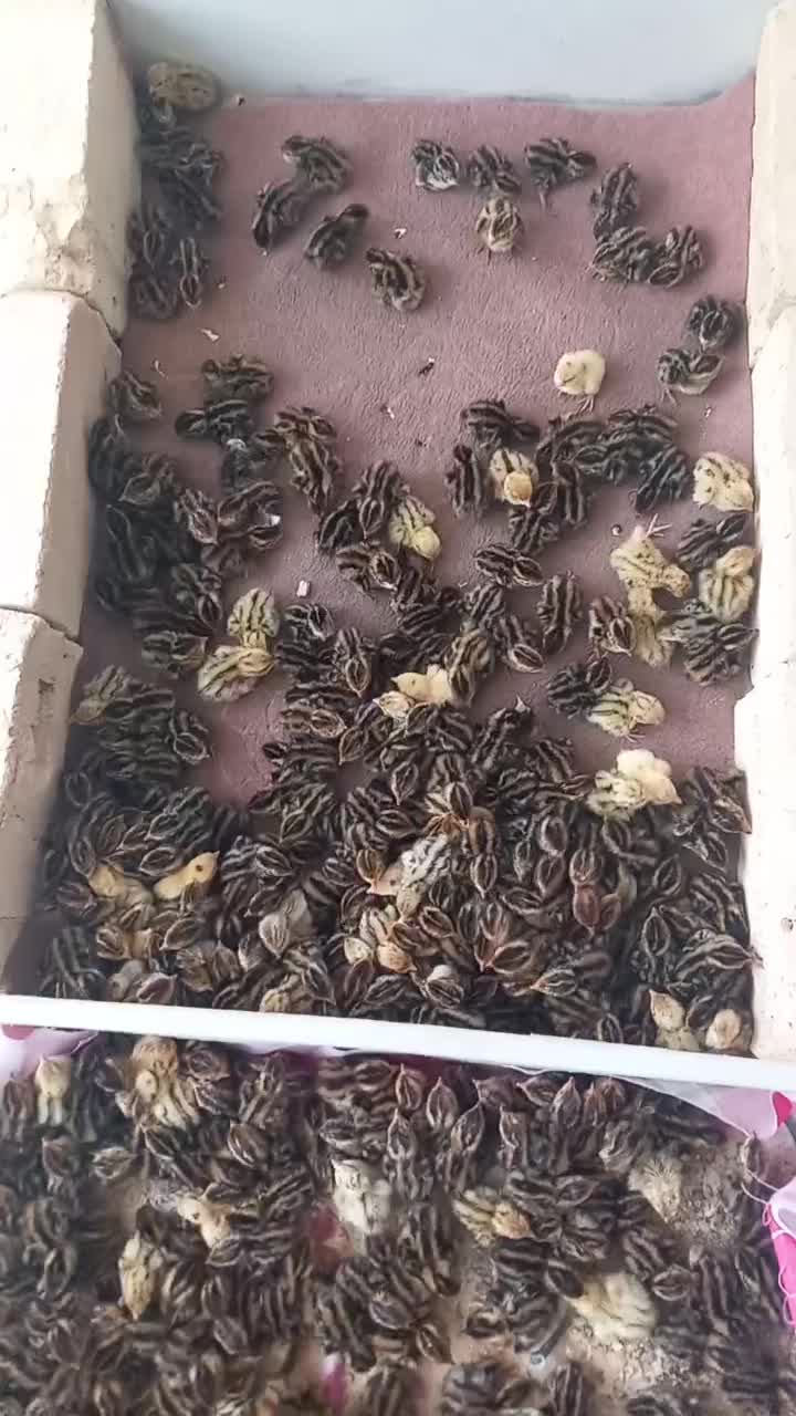 دستگاه جوجه کشی|لوازم جانبی حیوانات|قم, زند آباد|دیوار