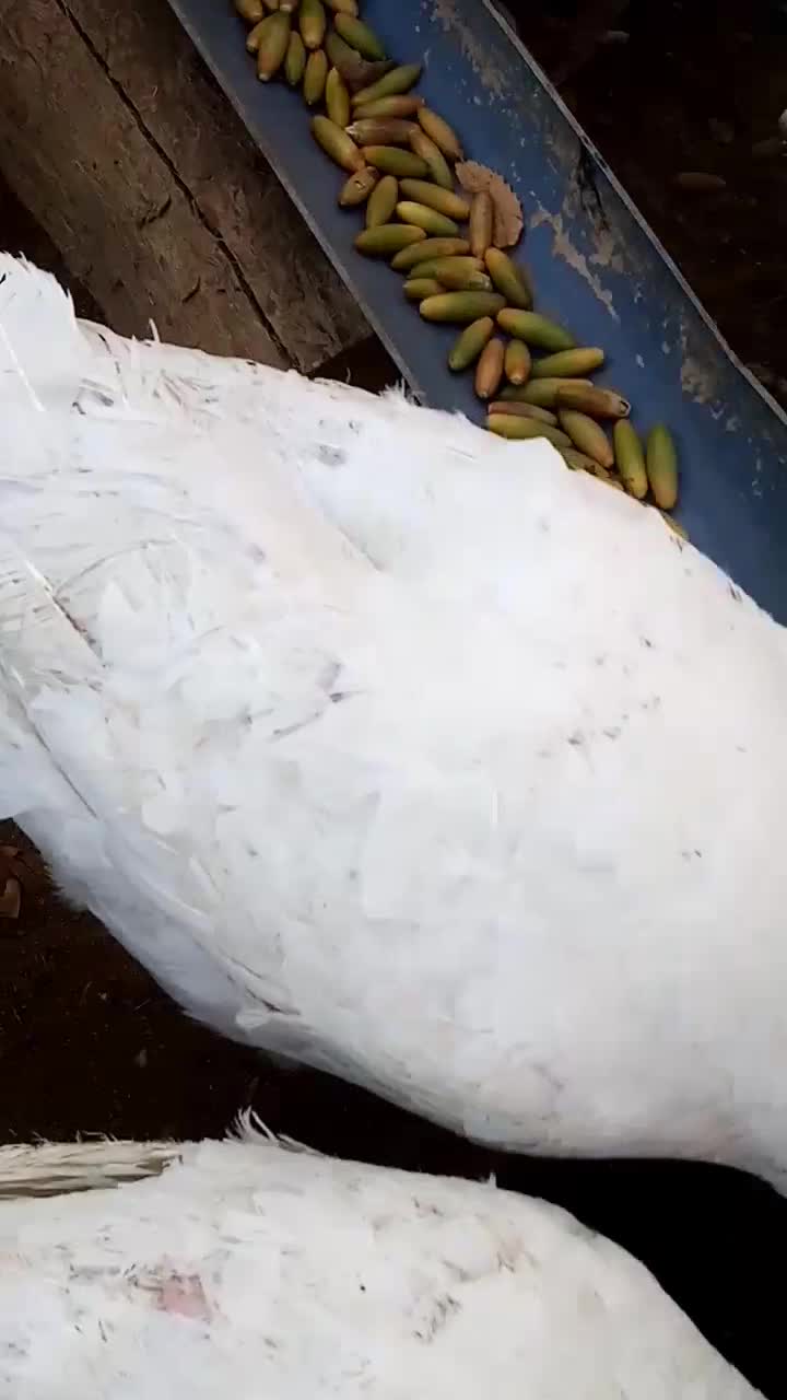 بیوتی سفید محلی|حیوانات مزرعه|بانه, |دیوار