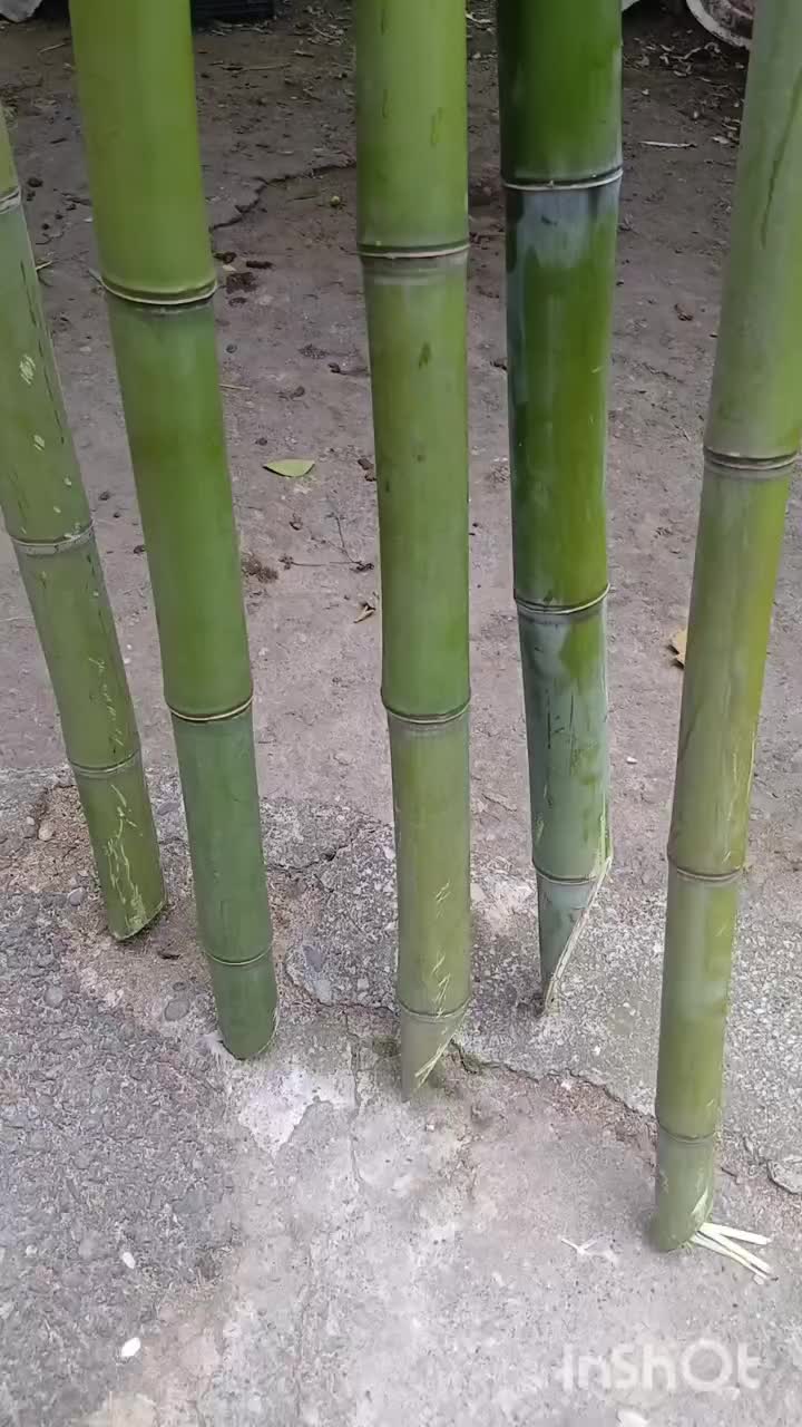بامبو خارجی|گل و گیاه طبیعی|رشت, حومه رشت|دیوار