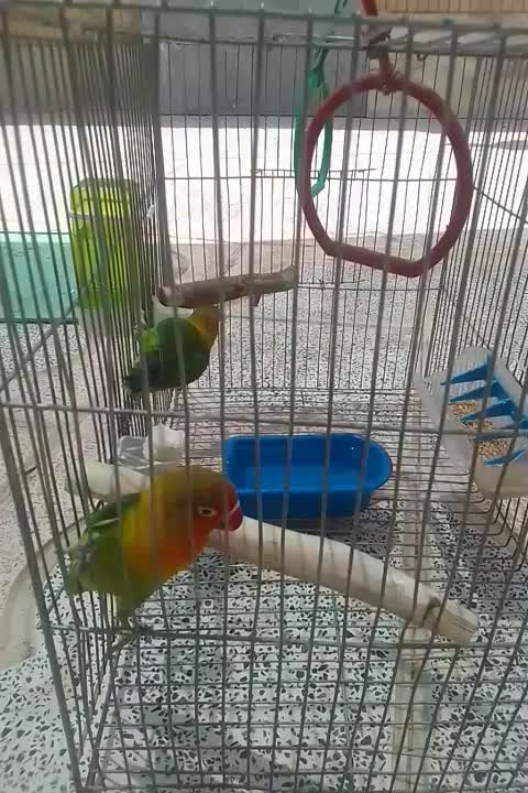 فروش طوطی کوتوله|پرنده|برخوار, |دیوار