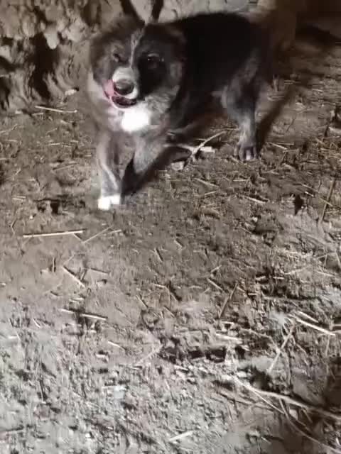 سگ.|سگ|مشهد, درزآب|دیوار