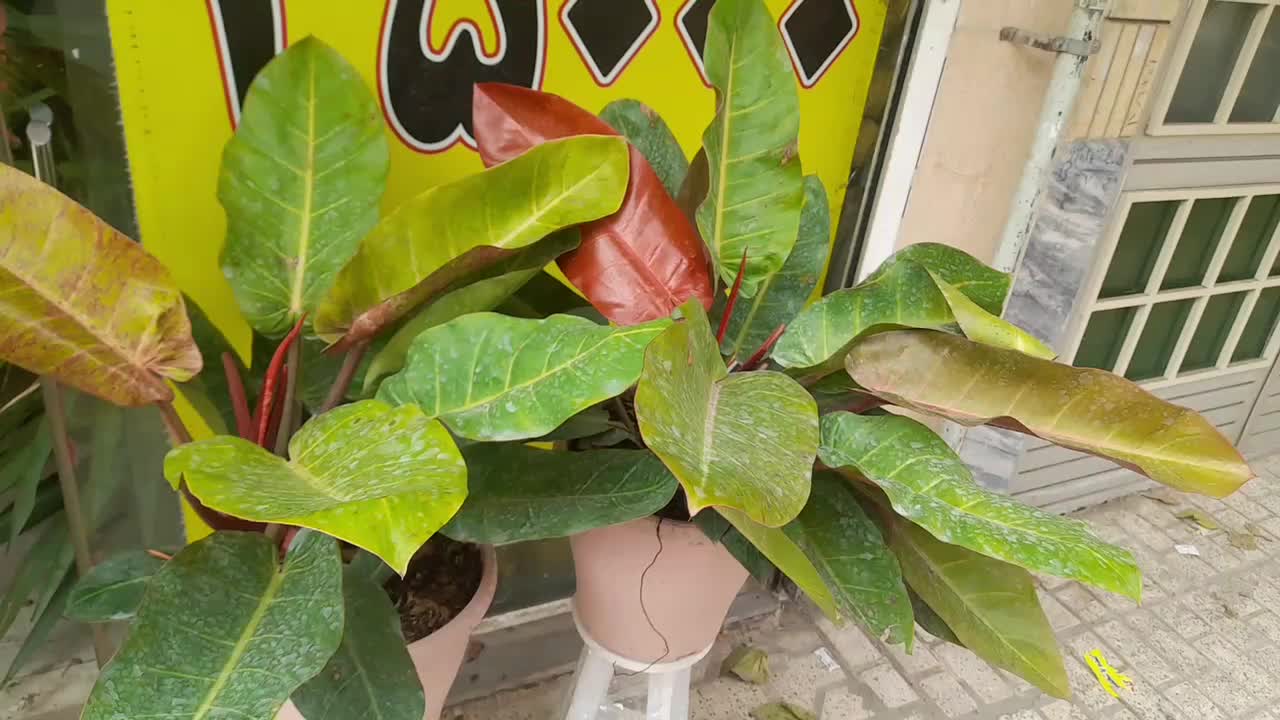 فروش ویژه گیاه وگلدان روز مادر روز زن و شب یلدا|گل و گیاه طبیعی|مشهد, شفا|دیوار