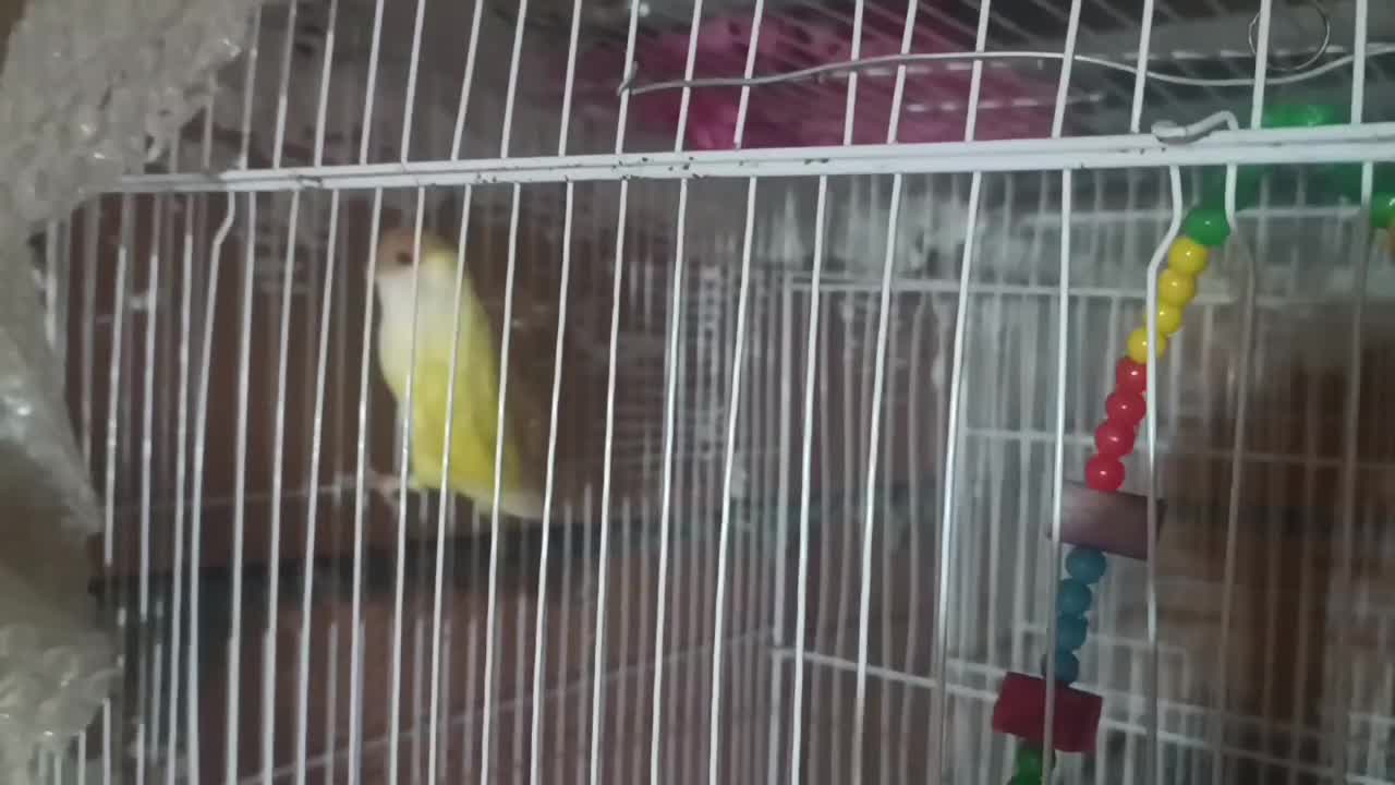 طوطی برزیلی ماده|پرنده|نکا, |دیوار