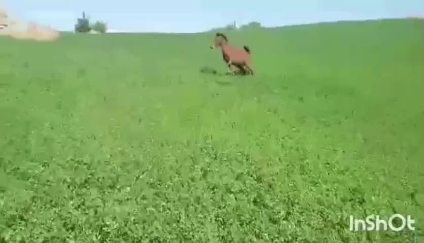 کره اسب(نریان) 6ماه|اسب و تجهیزات اسبسواری|بوکان, |دیوار