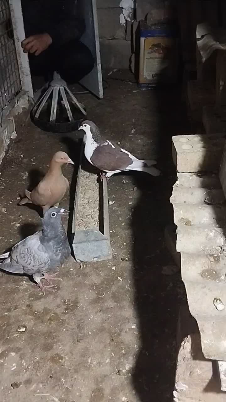 کفتر صید|پرنده|گرمخان, |دیوار