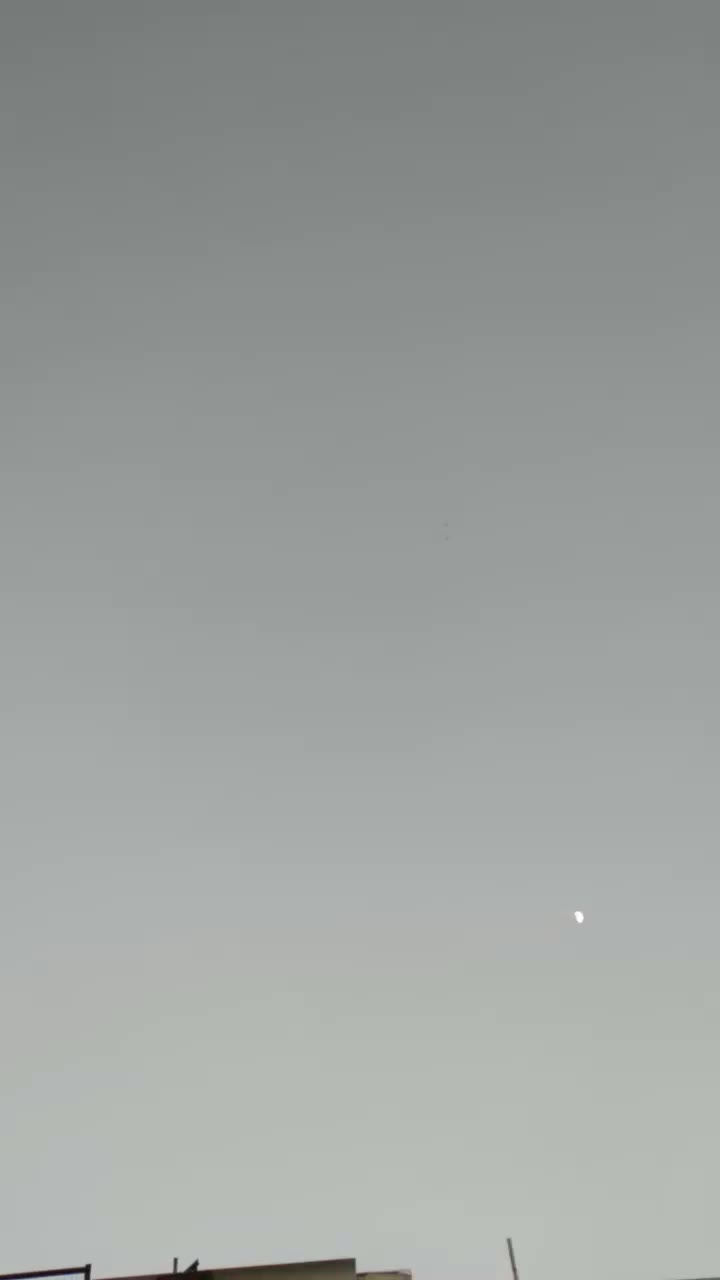 کبوتربالای۷ساعت|پرنده|اسلامآباد غرب, |دیوار