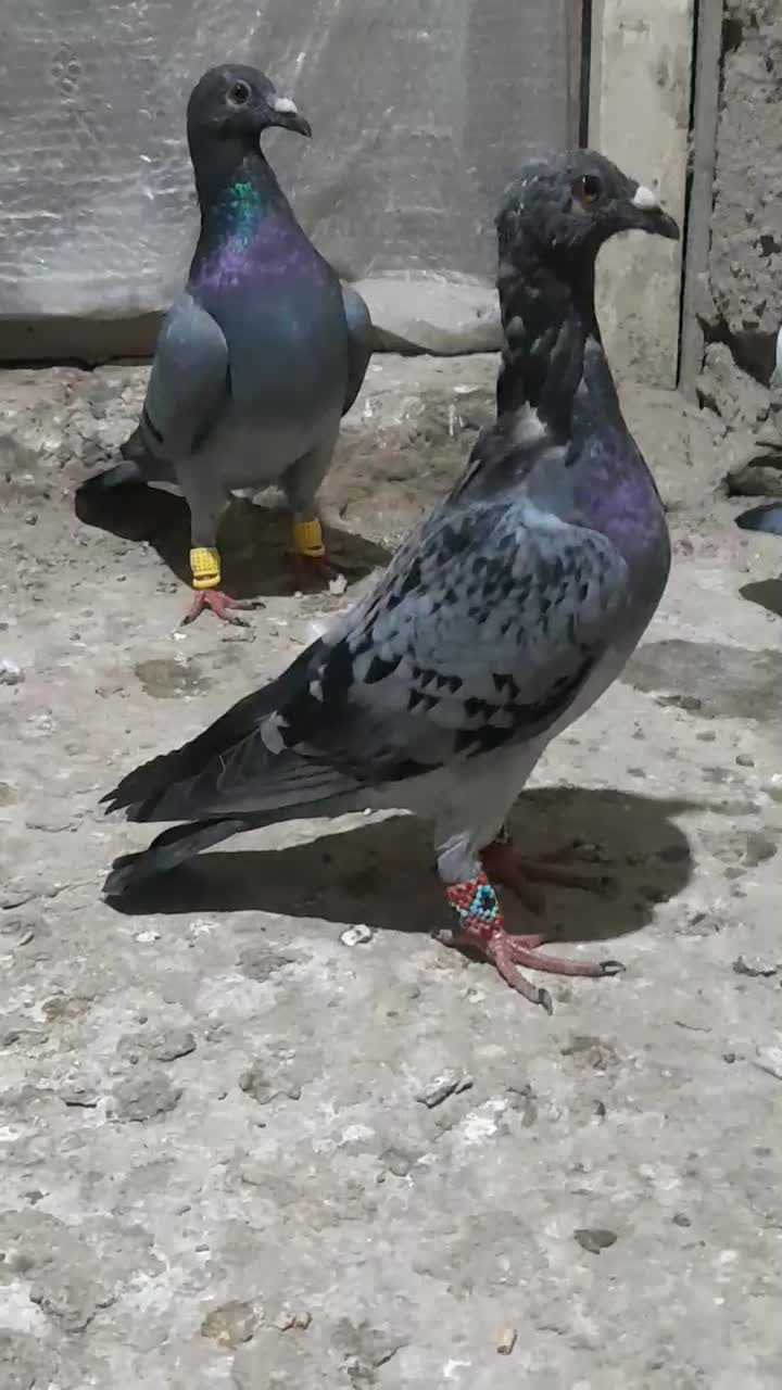 آلمانی خارجی|پرنده|گنبد کاووس, |دیوار