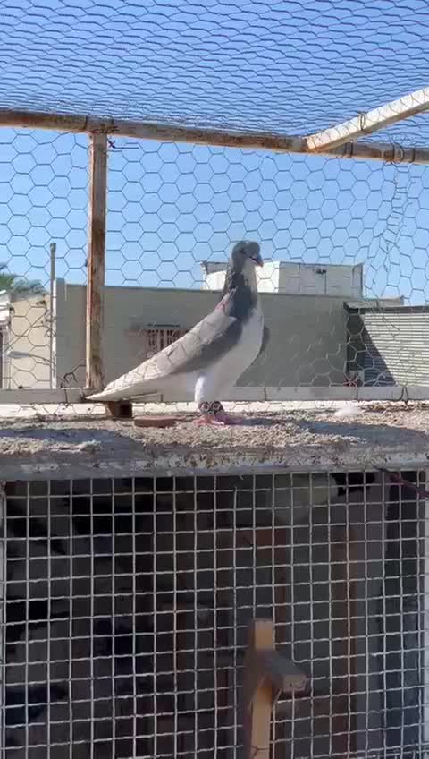 کبوتر رنگی|پرنده|آبپخش, |دیوار