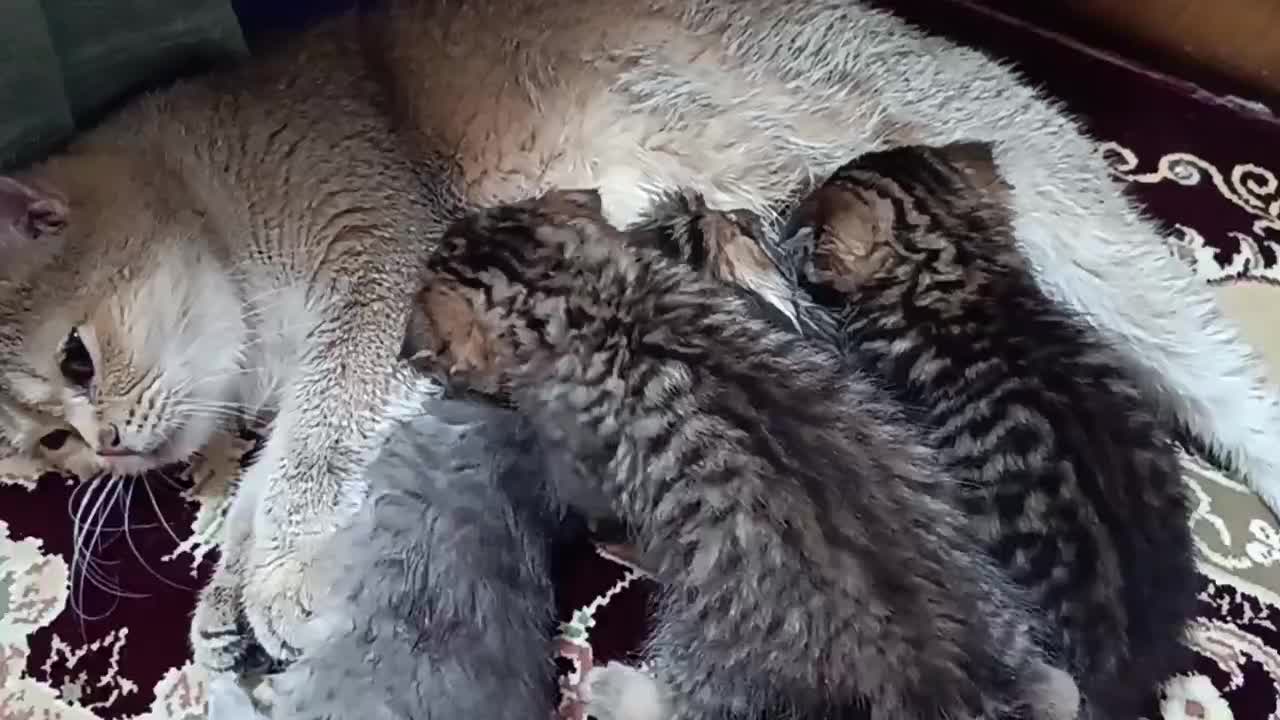 اسکاتیش چینچیلاهای شکلاتی|گربه|قم, باسکول|دیوار