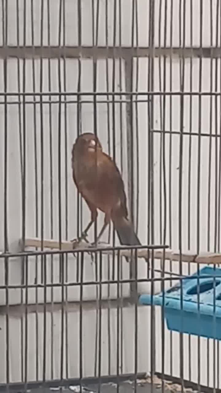 قناری ریزه خون|پرنده|بندر ماهشهر, |دیوار