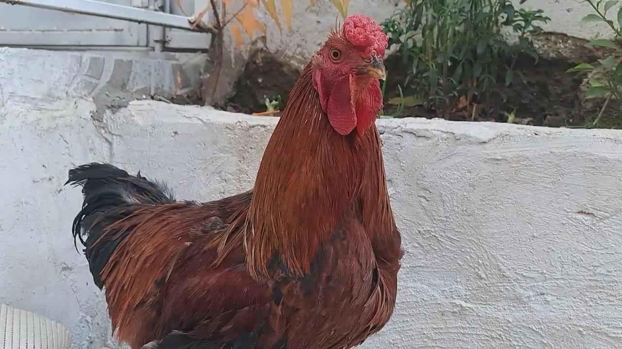 خروس لاری ،|حیوانات مزرعه|سردشت, |دیوار