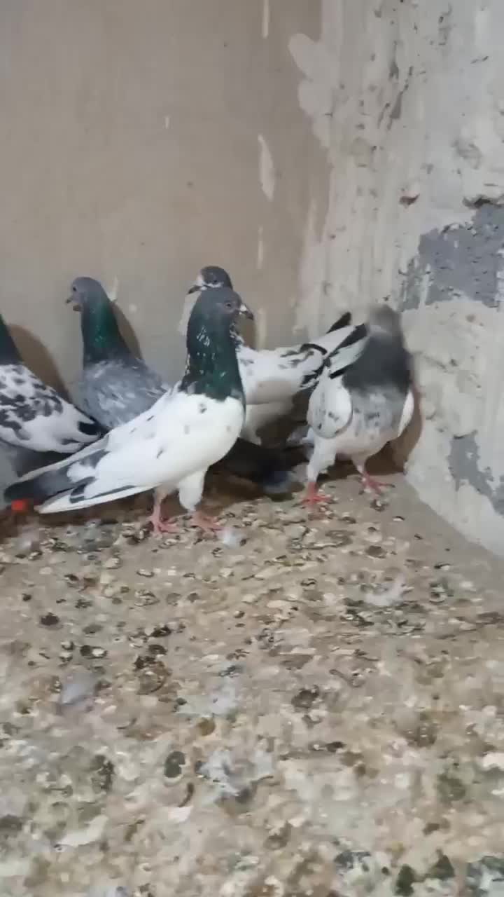 کبوتر پاکستانی تیدی|پرنده|رضوانشهر, |دیوار