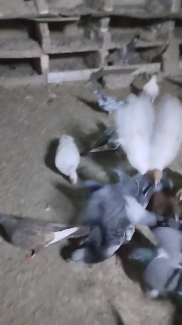 کبوتر آلمانی رنگه ابلغ سار سبز ک|پرنده|چناران, |دیوار