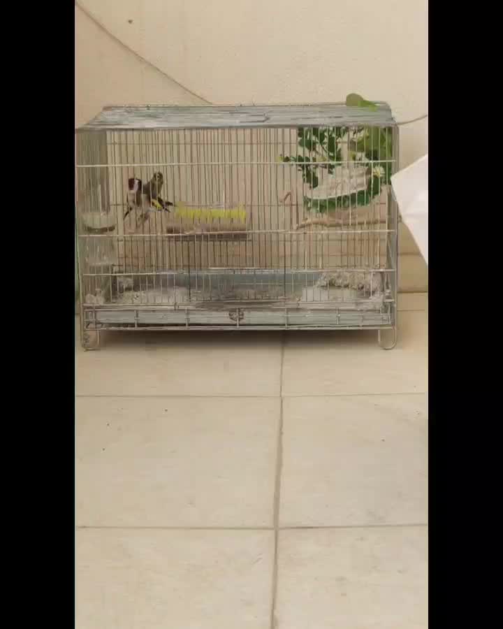 سهره رسمی پر خون جفتی امسال قدو قواره دار|پرنده|پردیس, فاز ۲|دیوار