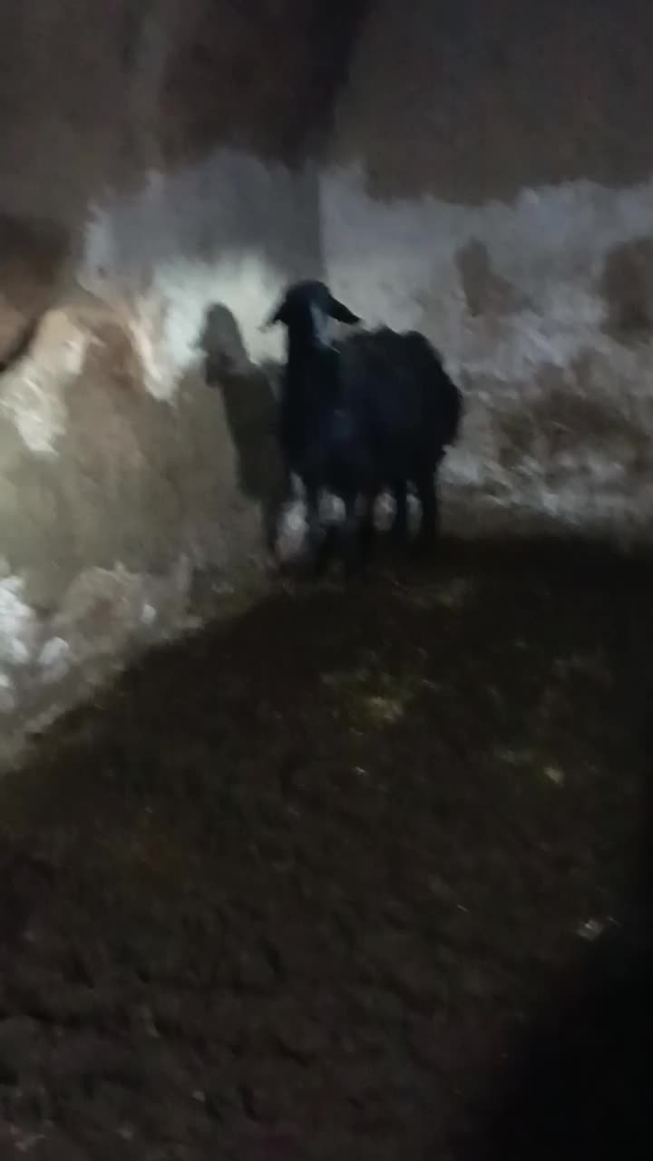 گوسفند بره قوچ قر قزل|حیوانات مزرعه|لالجین, |دیوار