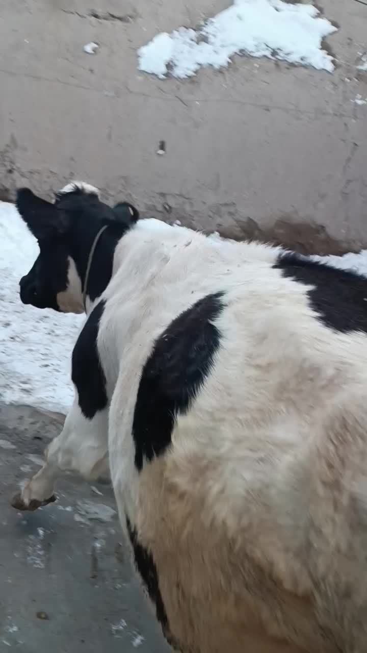 گاو شیری|حیوانات مزرعه|هشترود, |دیوار