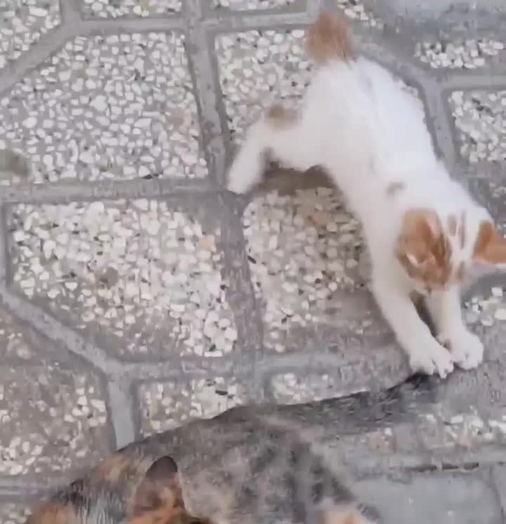 گمشده در پارک بعثت شیراز گربه دم کوتاه|حیوانات|شیراز, کوی زهرا|دیوار