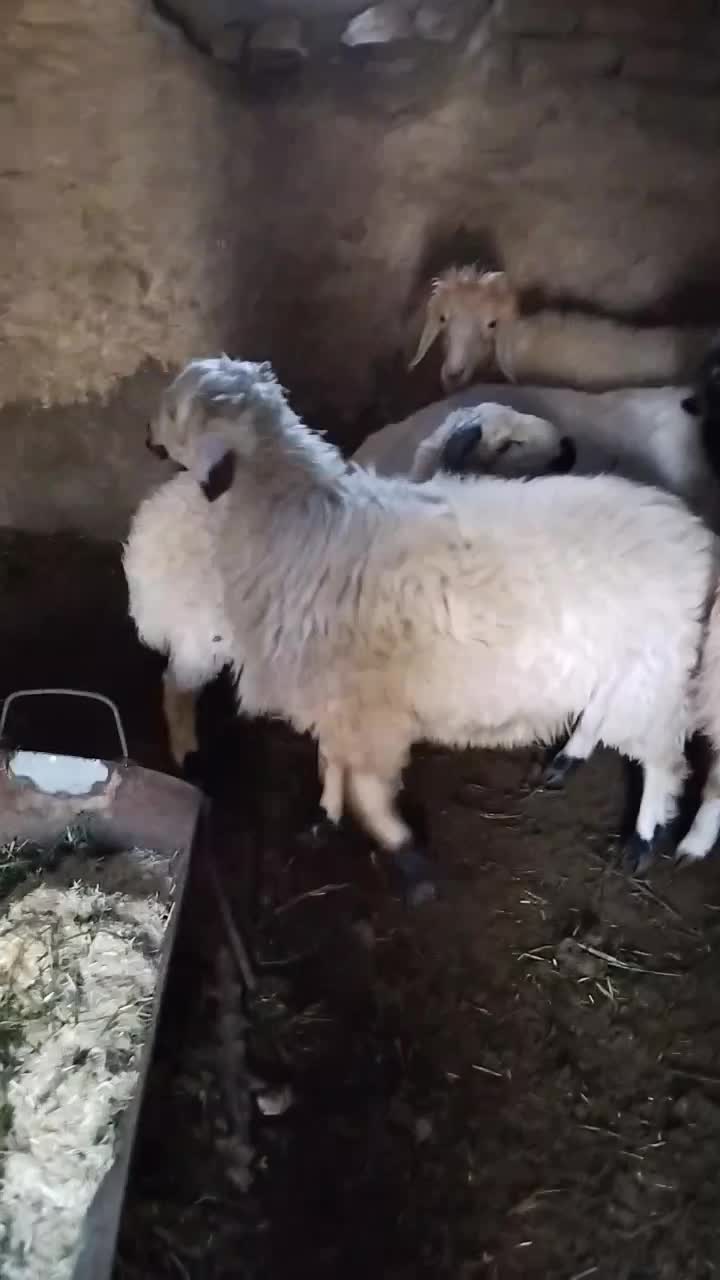 بره نر  بردسیر|حیوانات مزرعه|سیرجان, |دیوار